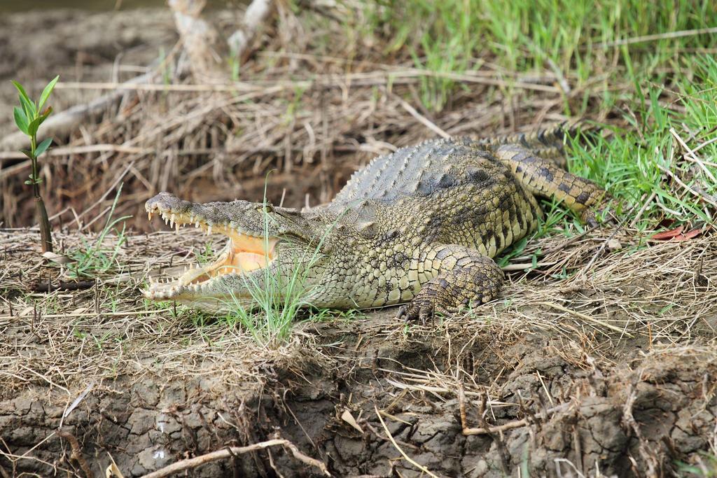 Whalesong Guest House Saint Lucia Estuary Εξωτερικό φωτογραφία